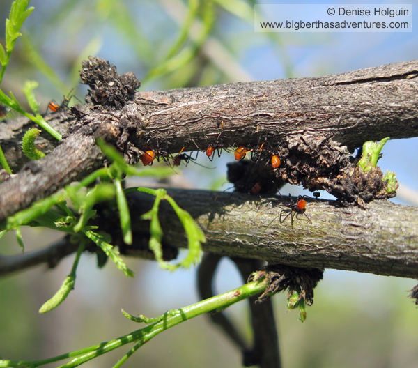 Big Bertha's Adventures