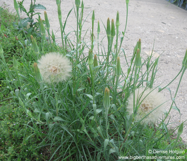 Big Bertha's Adventures