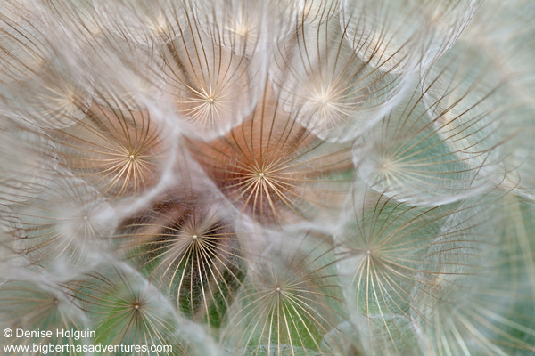 Big Bertha's Adventures