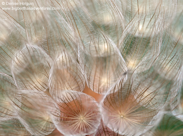 Big Bertha's Adventures