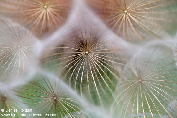 Big Bertha's Adventures