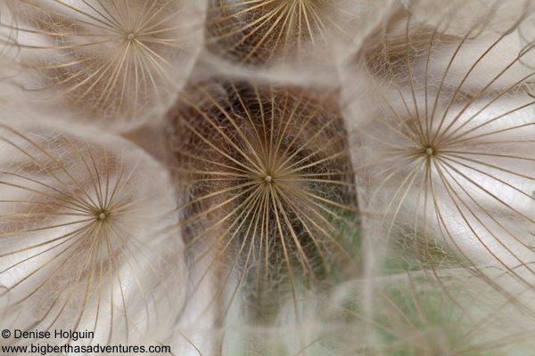 Big Bertha's Adventures