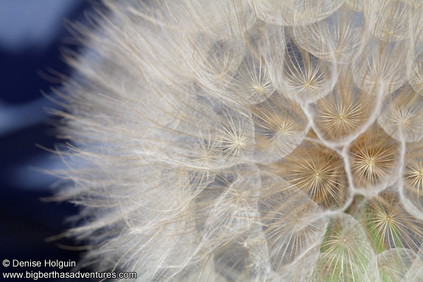 Big Bertha's Adventures