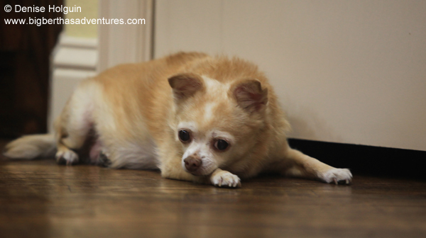 Her name was Kibbles Anthony Lisieux Holguin