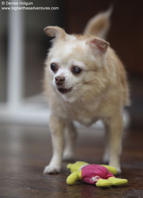 Her name was Kibbles Anthony Lisieux Holguin