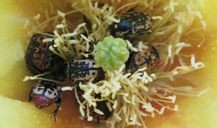 Big Bertha's Adventures