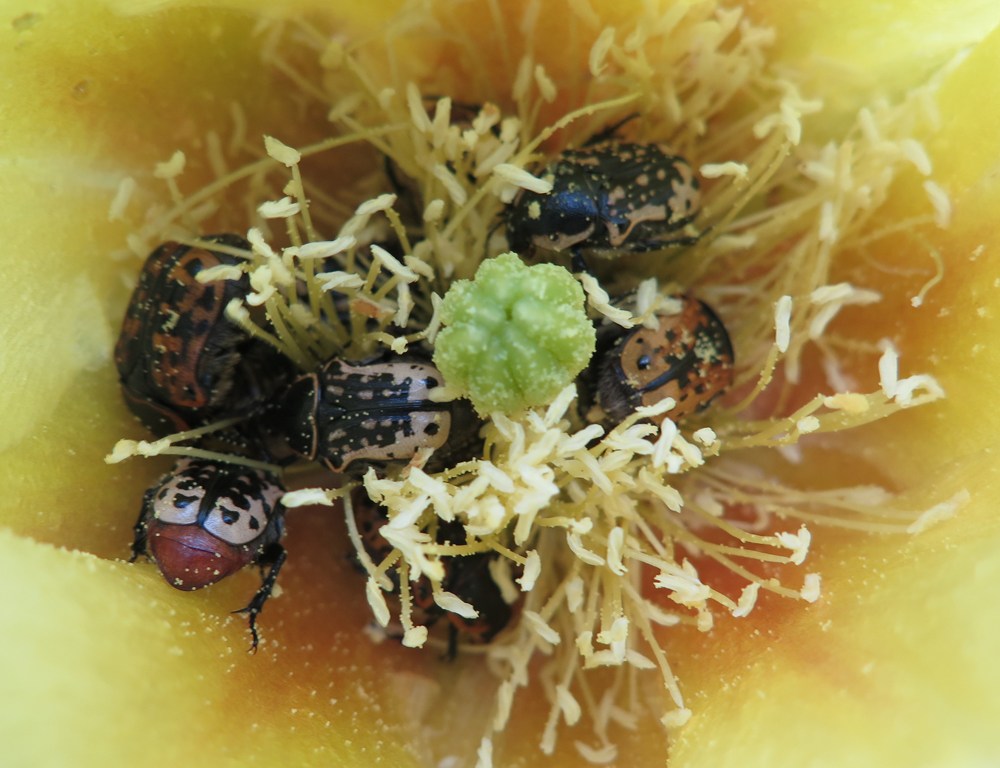 Big Bertha's Adventures