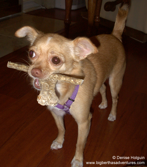 Her name was Kibbles Anthony Lisieux Holguin