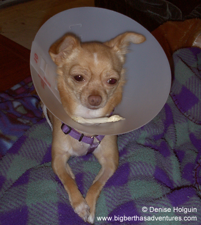 Big Bertha's Adventures