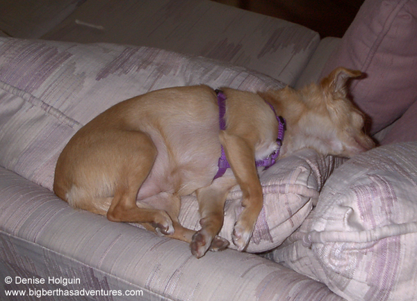 Big Bertha's Adventures