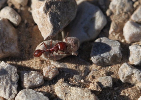 Big Bertha's Adventures