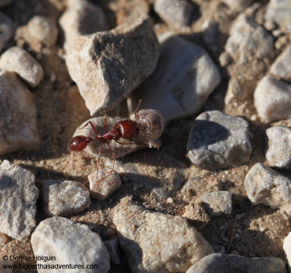 Big Bertha's Adventures