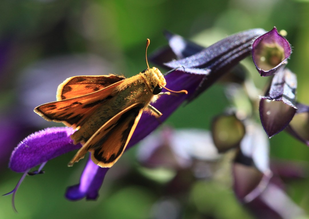 Big Bertha's Adventures