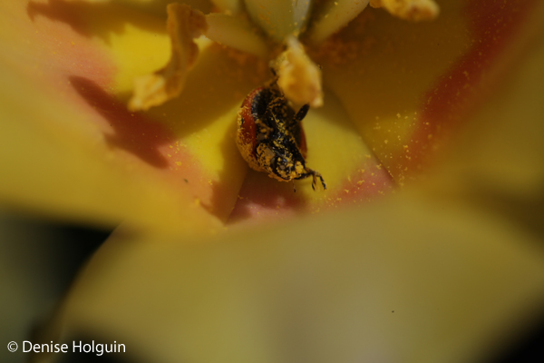 Big Bertha's Adventures