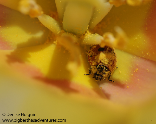 Big Bertha's Adventures