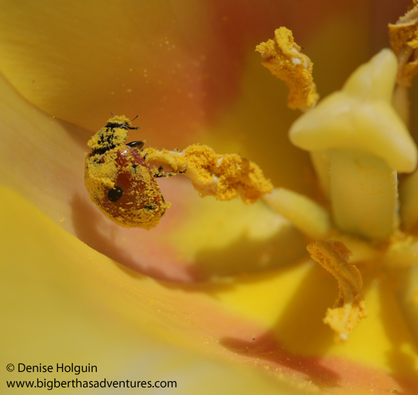 Big Bertha's Adventures