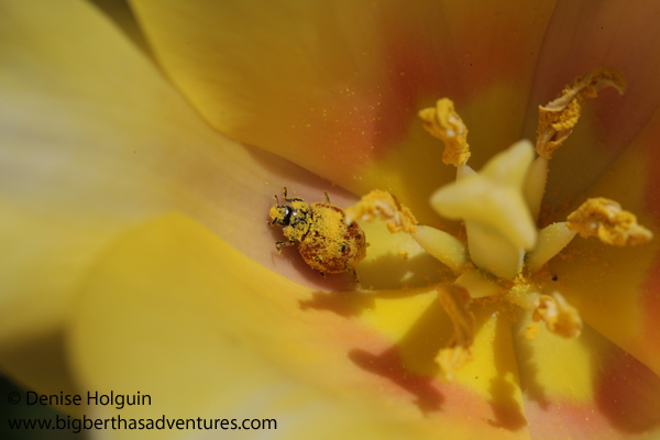 Big Bertha's Adventures