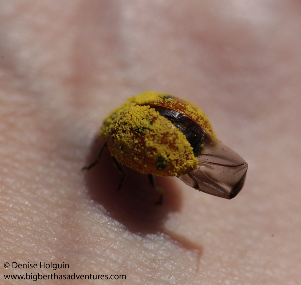 Big Bertha's Adventures