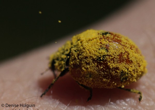 Big Bertha's Adventures