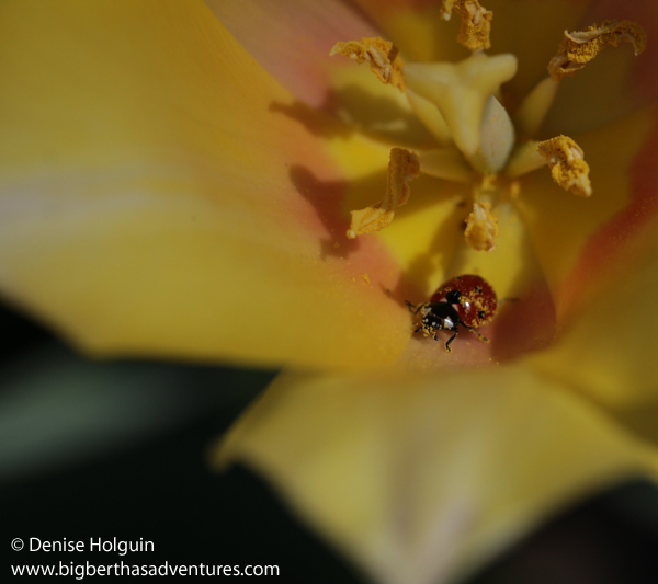 Big Bertha's Adventures