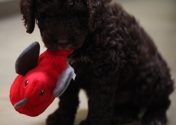 Big Bertha's Adventures