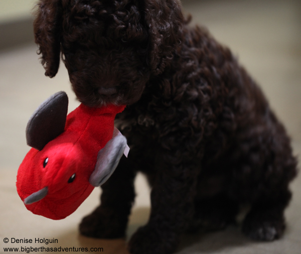 Big Bertha's Adventures