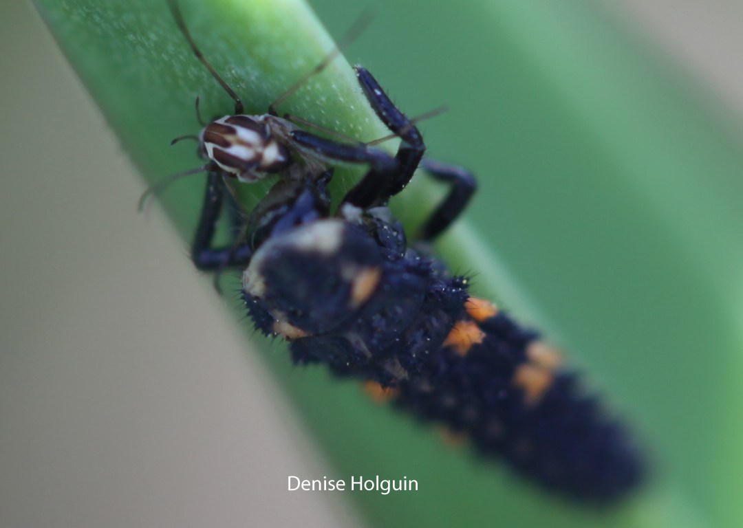 Big Bertha's Adventures