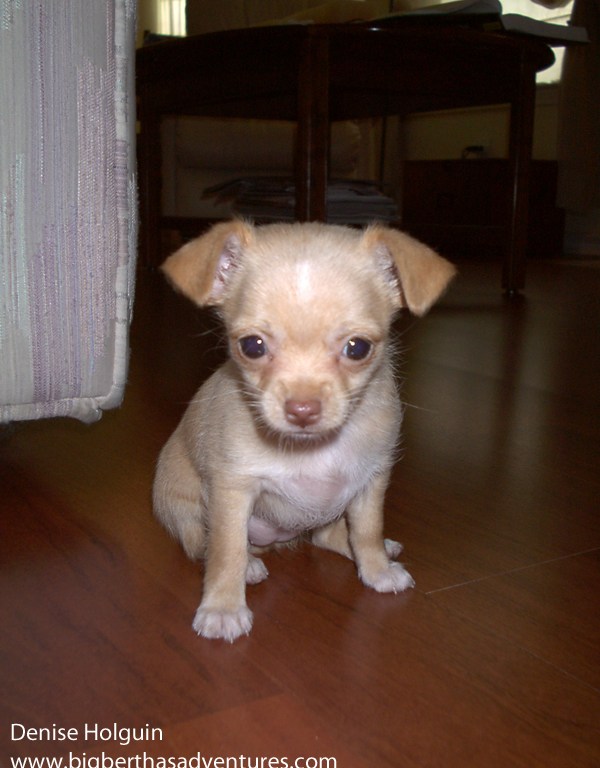 Big Bertha's Adventures