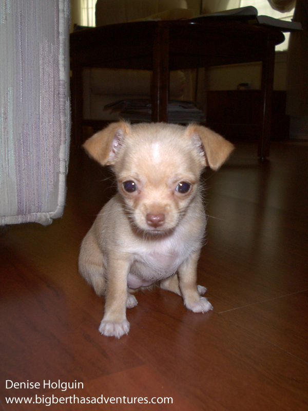 Big Bertha's Adventures