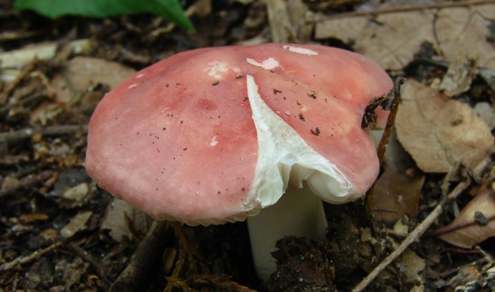 Big Bertha's Adventures