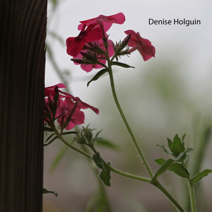 Big Bertha's Adventures