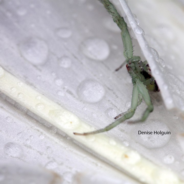 Big Bertha's Adventures