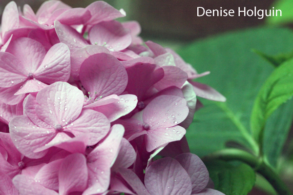 Hydrangea