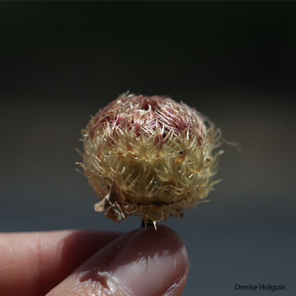 Eisenhower State Park