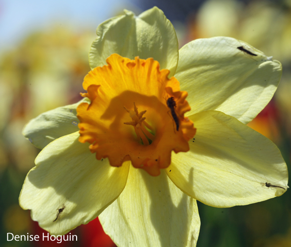 A splash of color