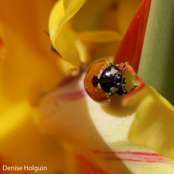 A splash of color