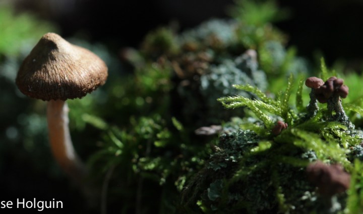 Big Bertha's Adventures