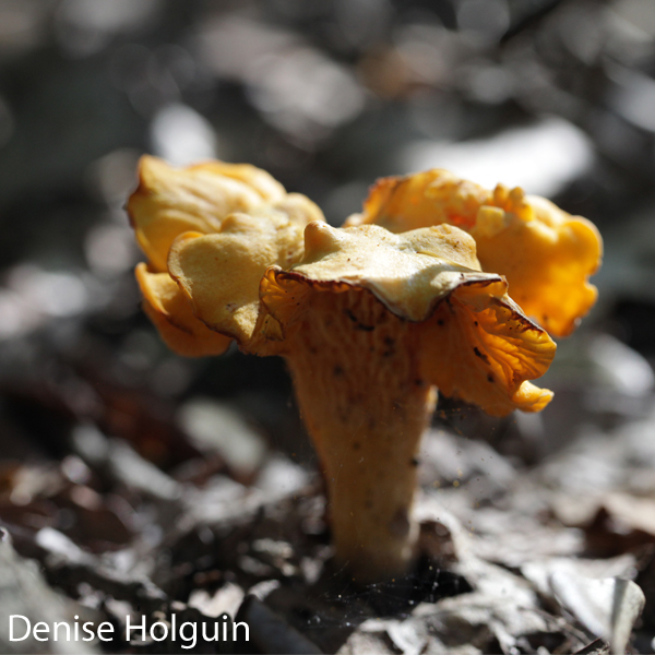 Big Bertha's Adventures