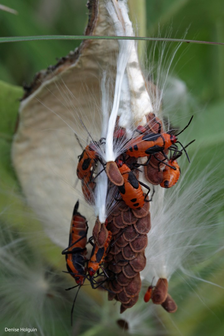 LBJ National Grasslands