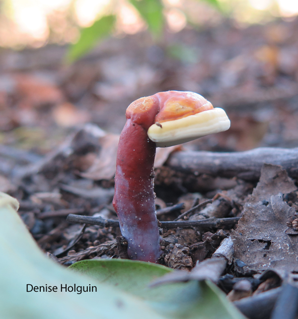 I like to pretend I'm a naturalist with my camera