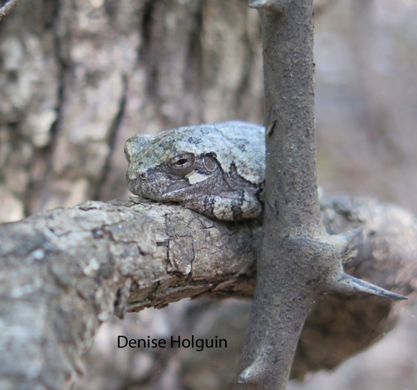 A harrowing experience at the LBJ National Grasslands