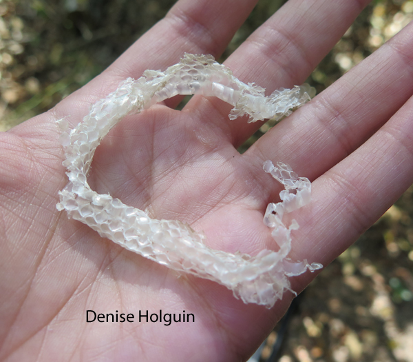 A harrowing experience at the LBJ National Grasslands
