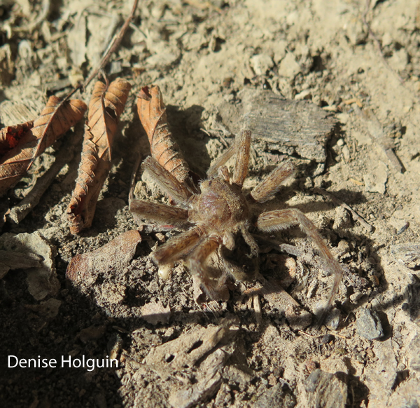 A harrowing experience at the LBJ National Grasslands