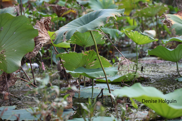 Caddo National Grasslands