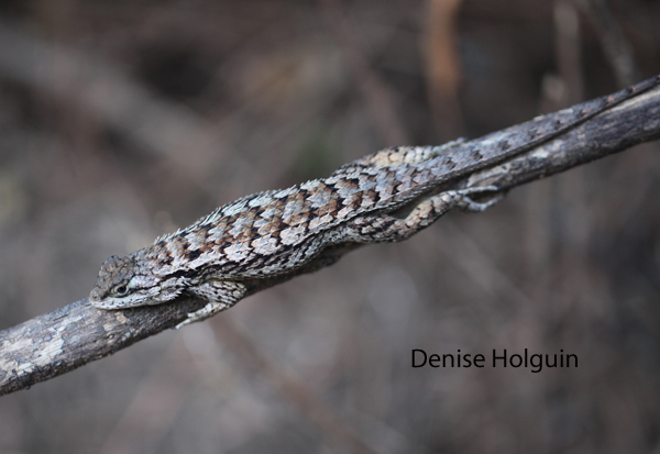 A harrowing experience at the LBJ National Grasslands