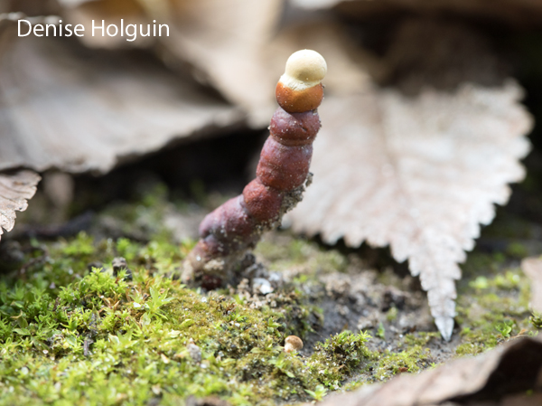 Fungus Revisited