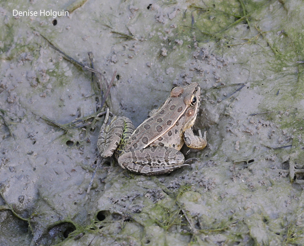 Reflections in a Frog's Eye