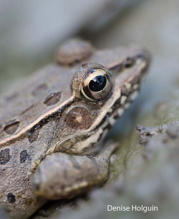 Reflections in a Frog's Eye