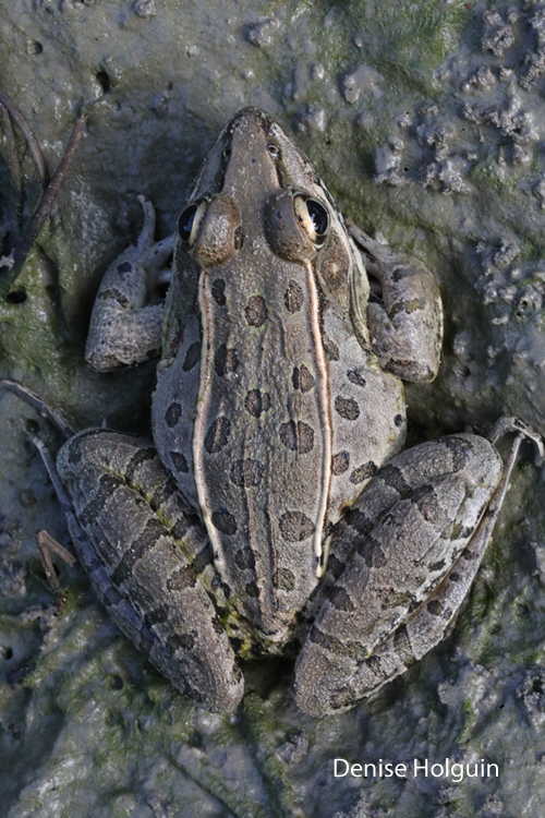 Reflections in a Frog's Eye