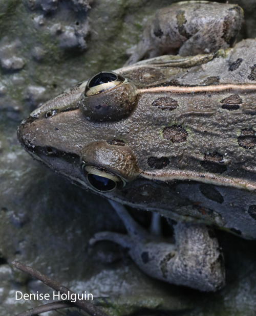 Reflections in a Frog's Eye